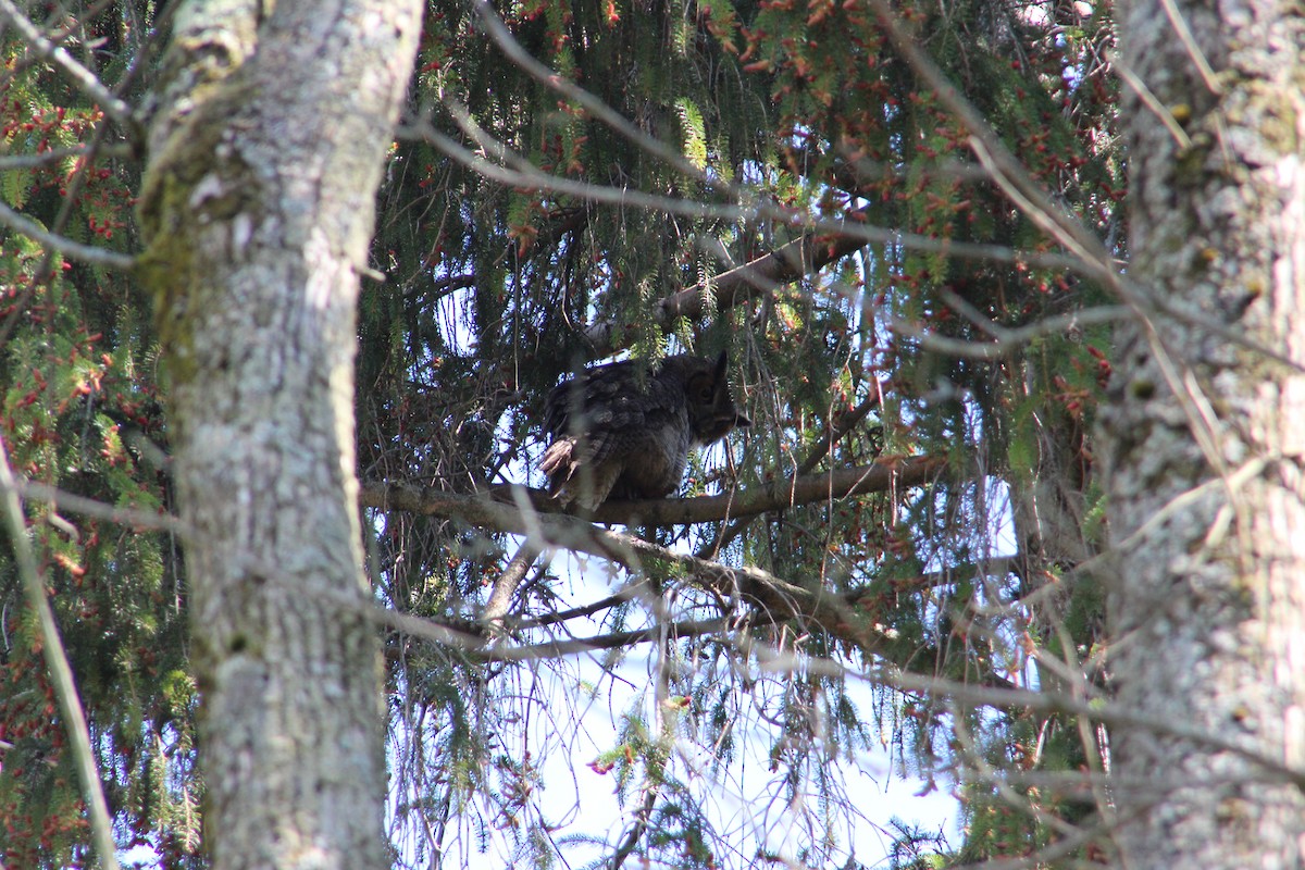 Great Horned Owl - ML335489551