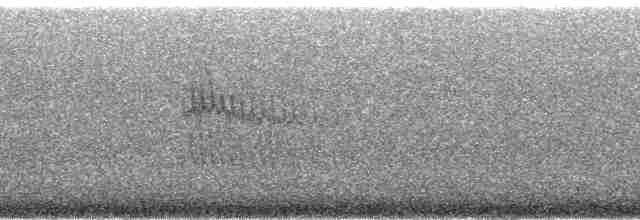 Яванский трогон - ML33549