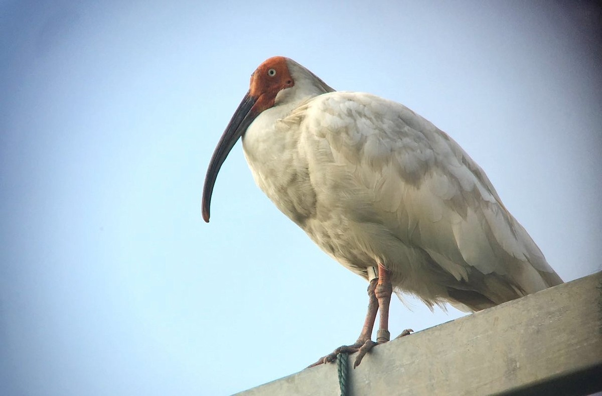 Crested Ibis - ML33549021