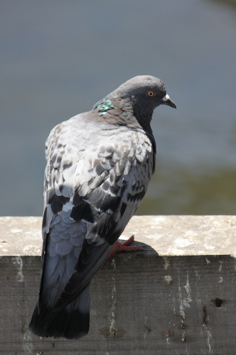 Rock Pigeon (Feral Pigeon) - ML33549101