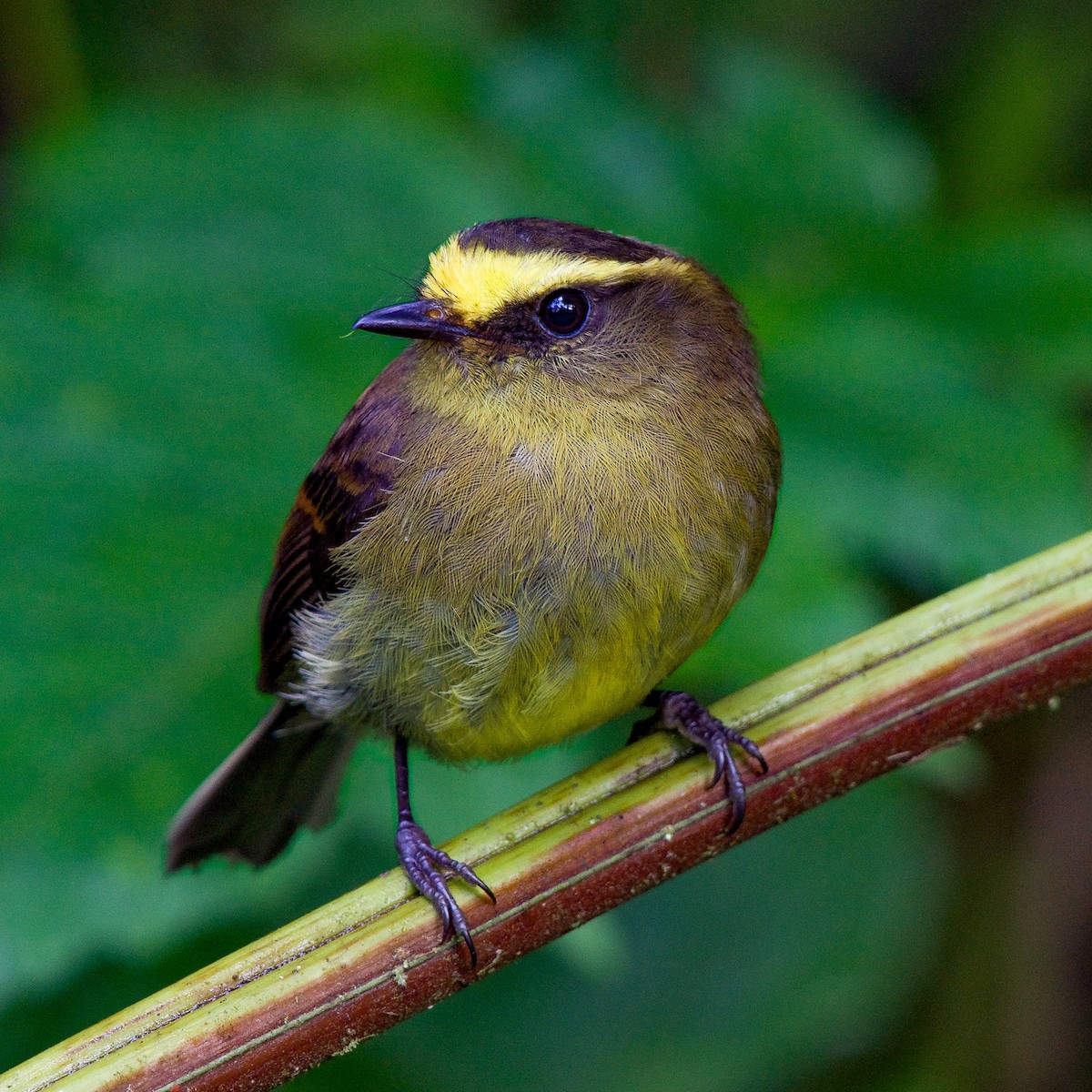 Yellow-bellied Chat-Tyrant - ML335491381