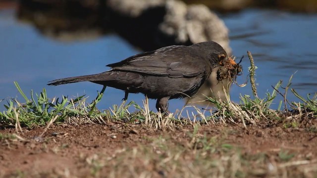 Eurasian Blackbird - ML335492901