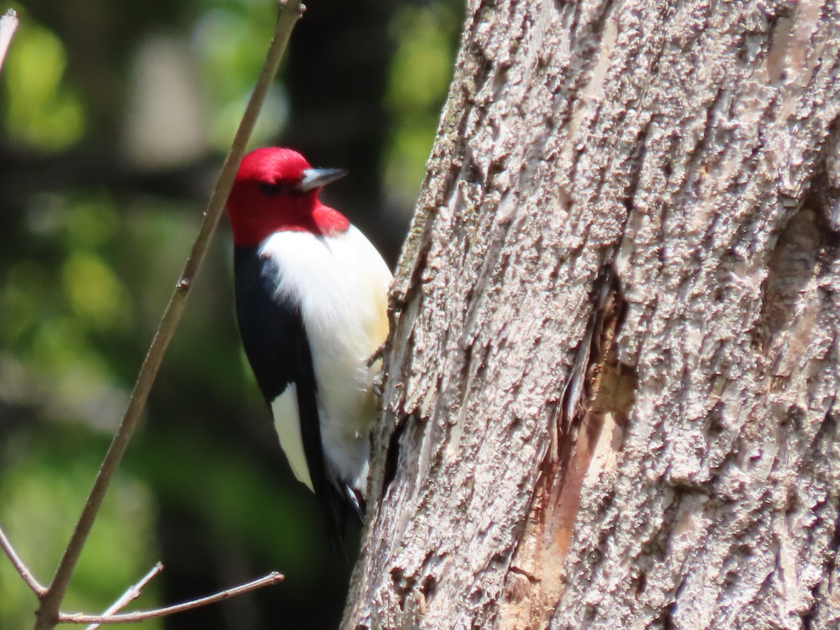 Red-headed Woodpecker - ML335497071