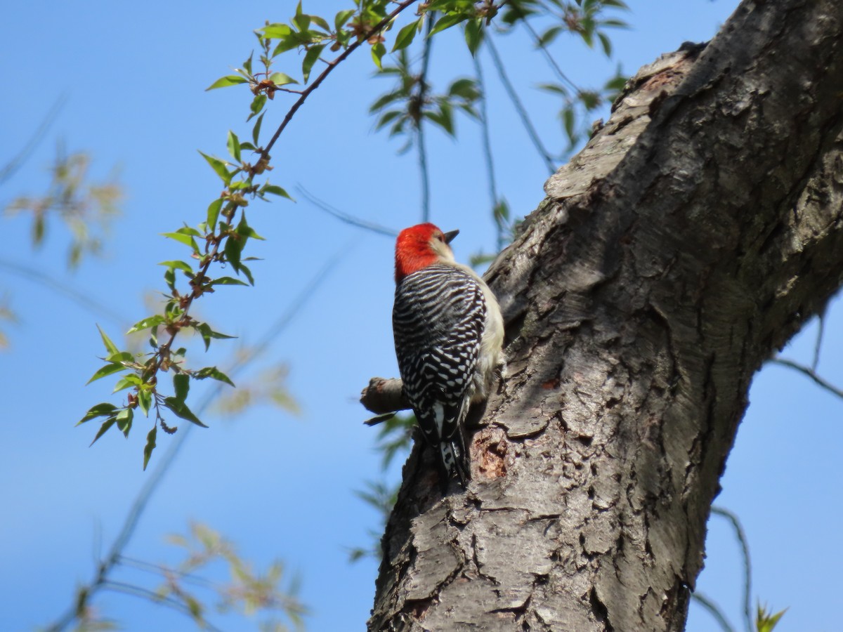 Red-bellied Woodpecker - ML335497511