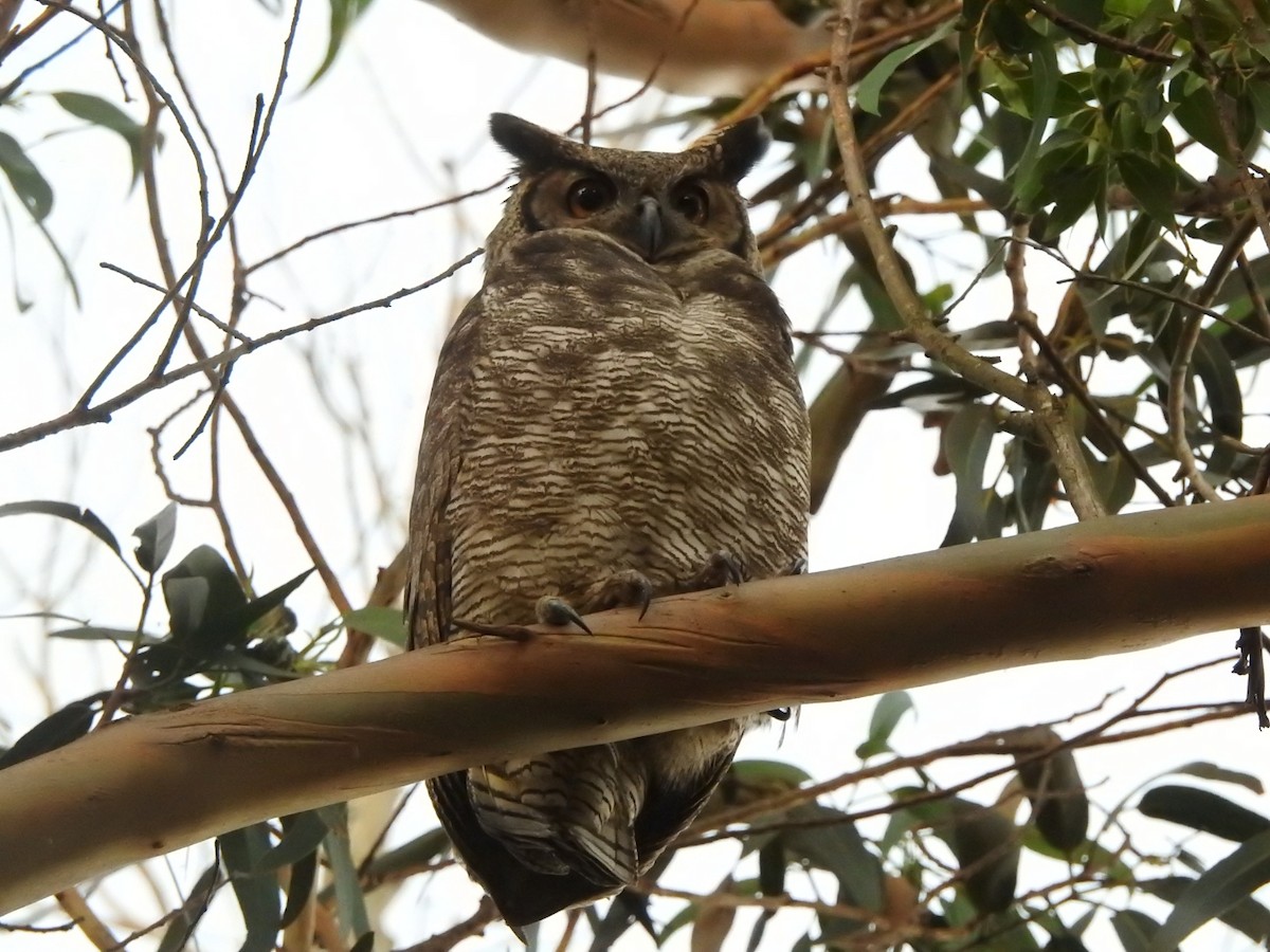 Great Horned Owl - ML335498711