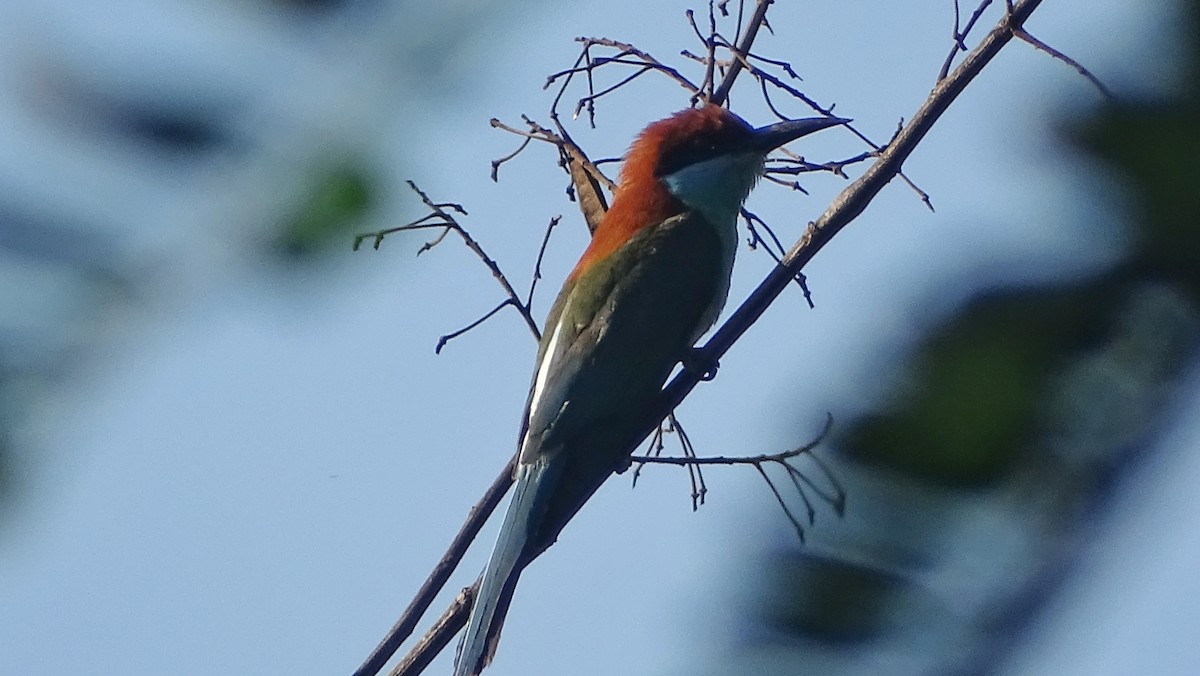 Rufous-crowned Bee-eater - ML335505851