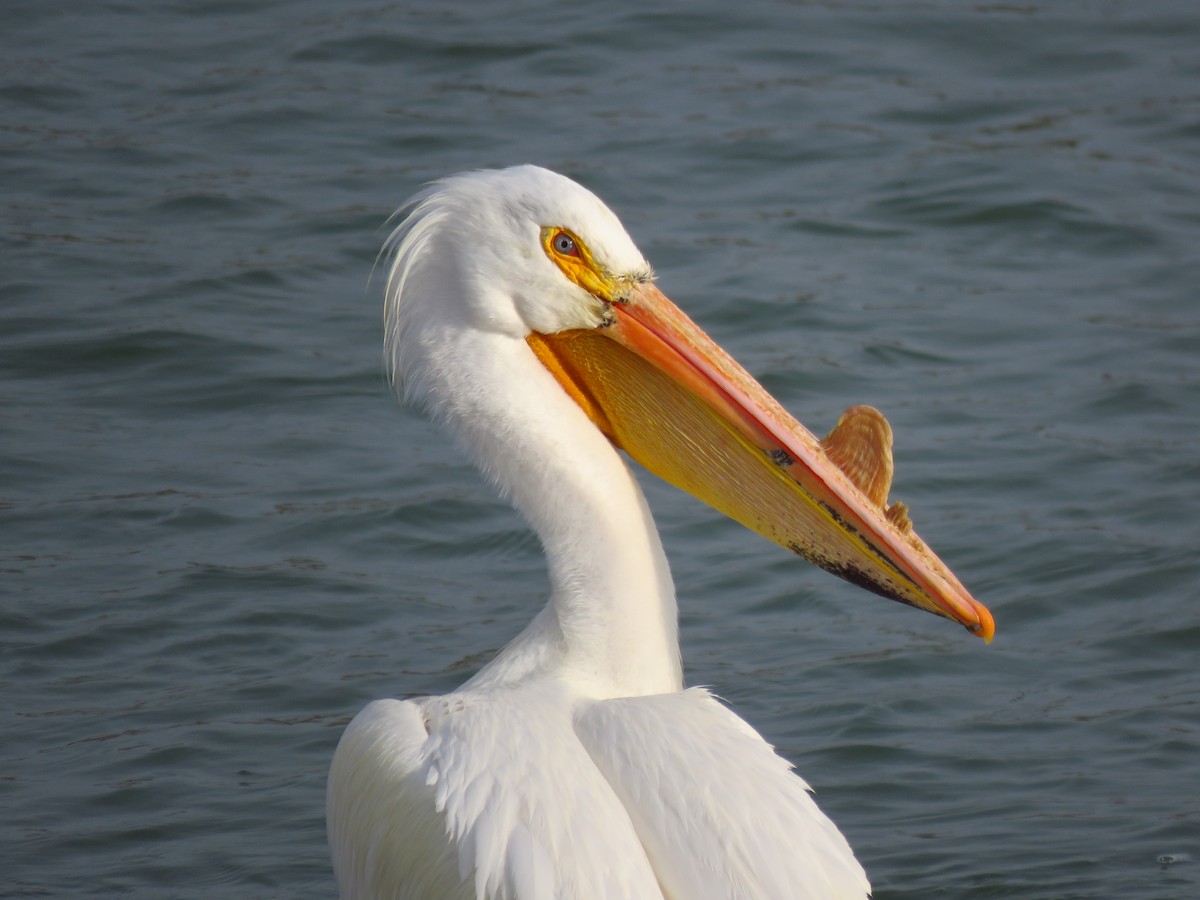 American White Pelican - ML335506531