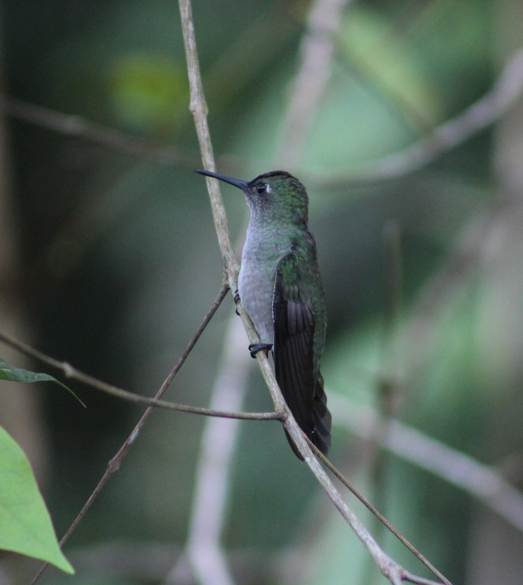 Sombre Hummingbird - ML335511091