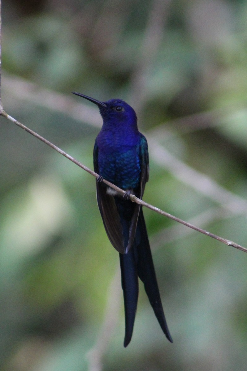 Swallow-tailed Hummingbird - Bárbara Cavalcante
