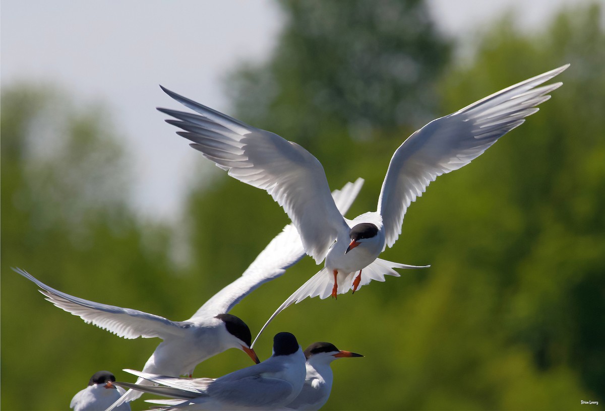 Forster's Tern - Brian Lowry