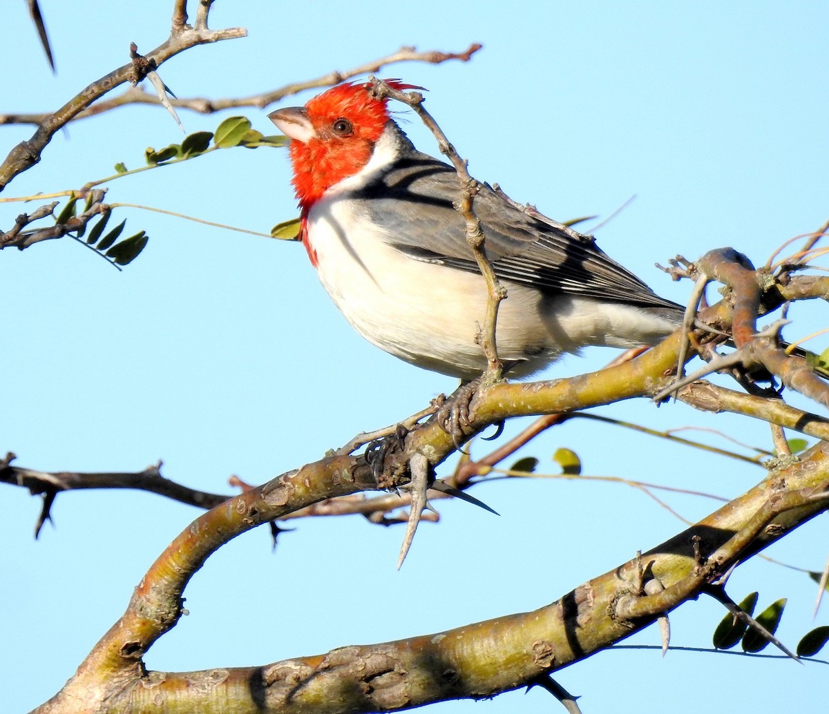 Red-crested Cardinal - ML335515771