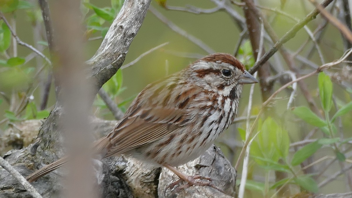 Song Sparrow - Avery Fish