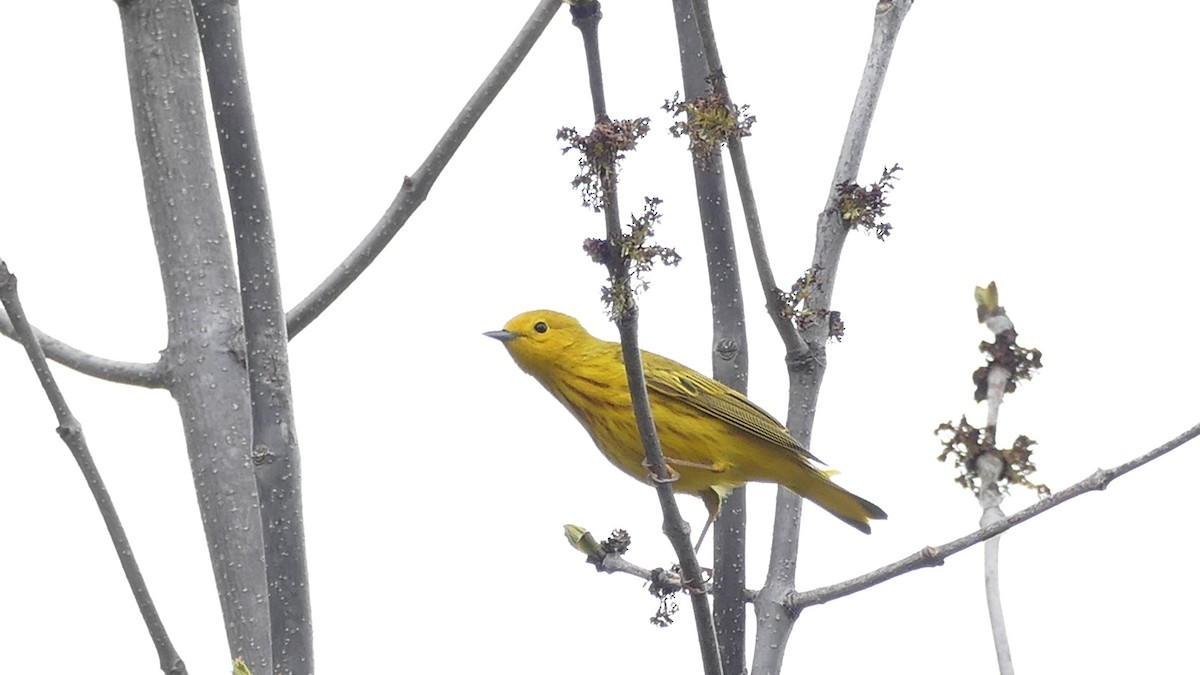 Yellow Warbler (Northern) - Avery Fish
