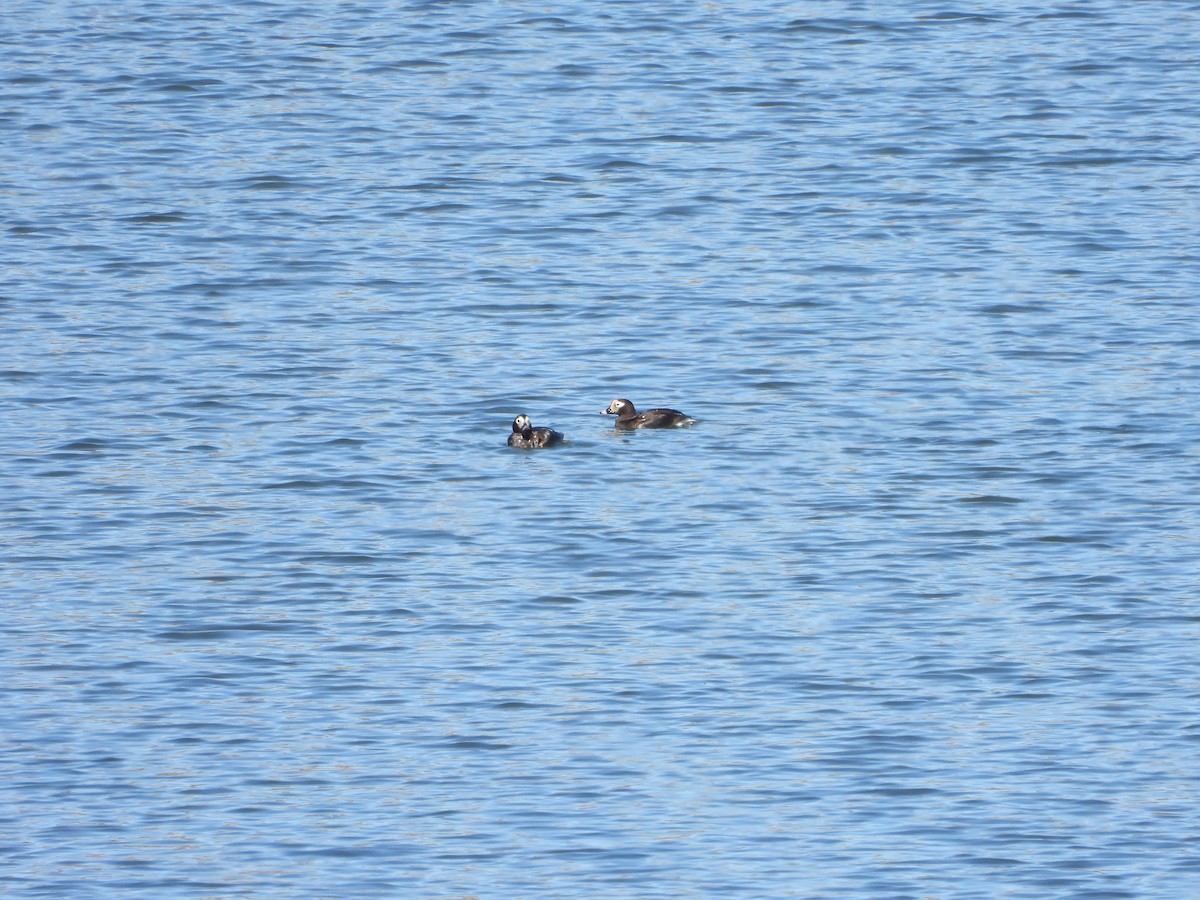 Long-tailed Duck - ML335521081