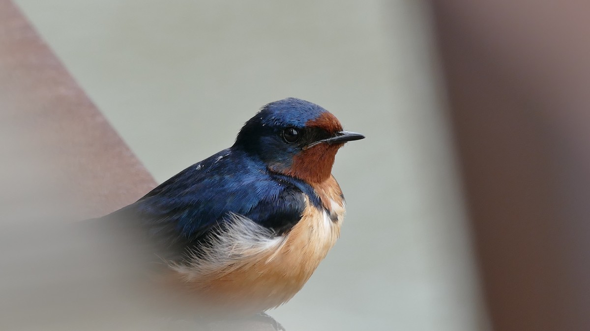 Barn Swallow (American) - ML335522801