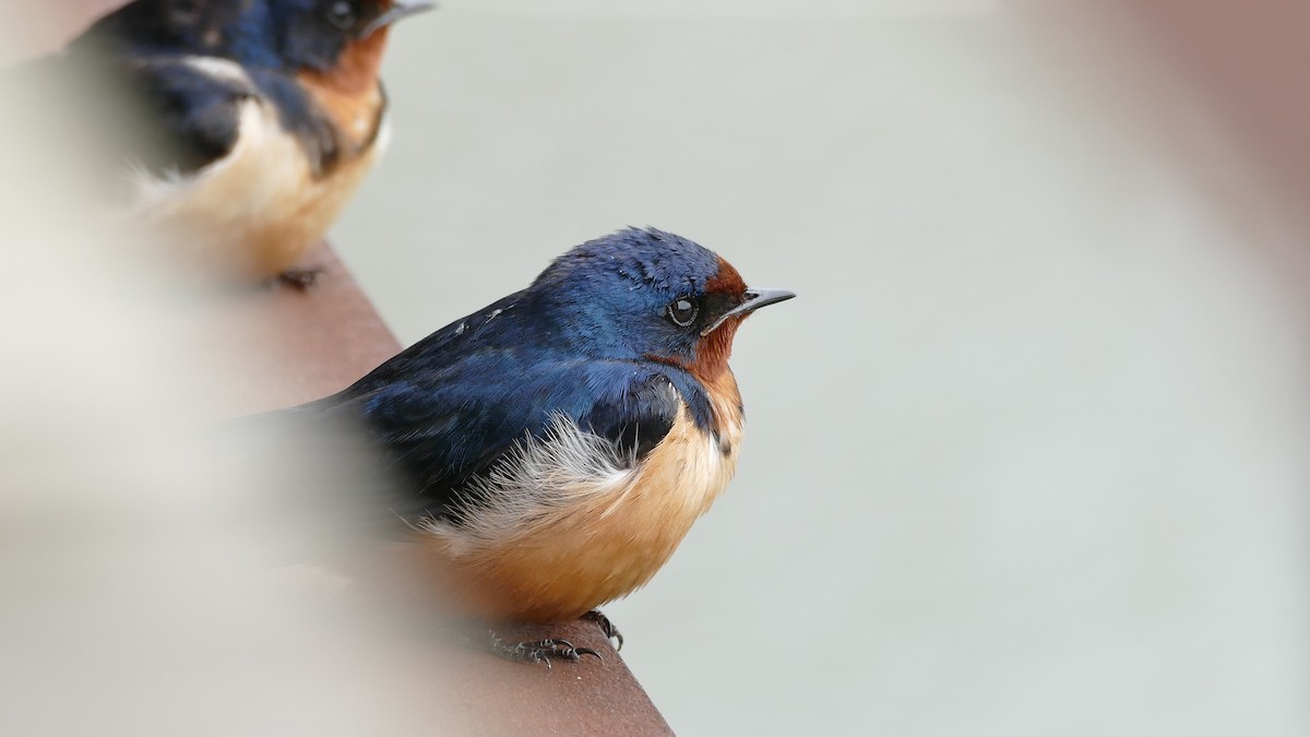 Barn Swallow (American) - ML335523291