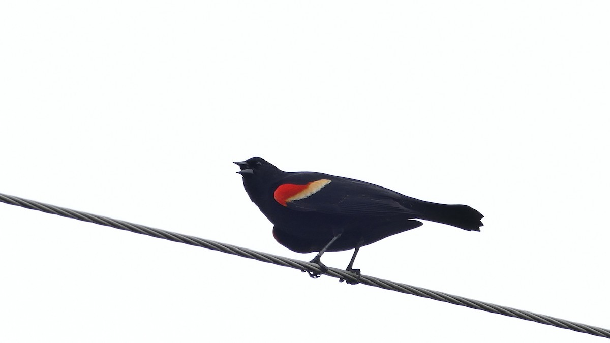 Red-winged Blackbird - ML335528181