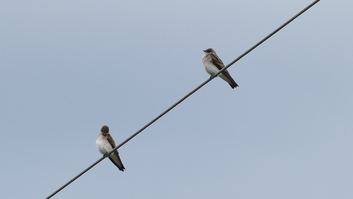 Northern Rough-winged Swallow - ML335528991