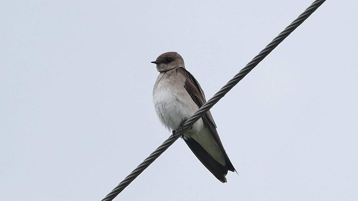 Northern Rough-winged Swallow - ML335529181