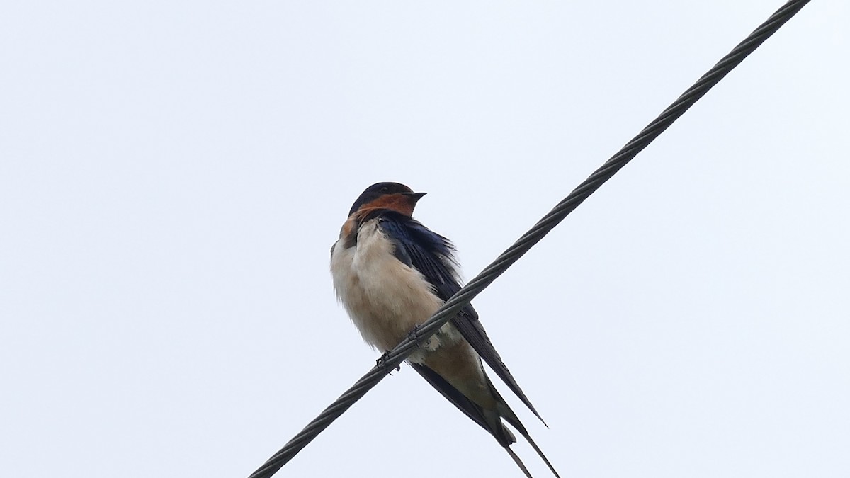 Barn Swallow - ML335529721