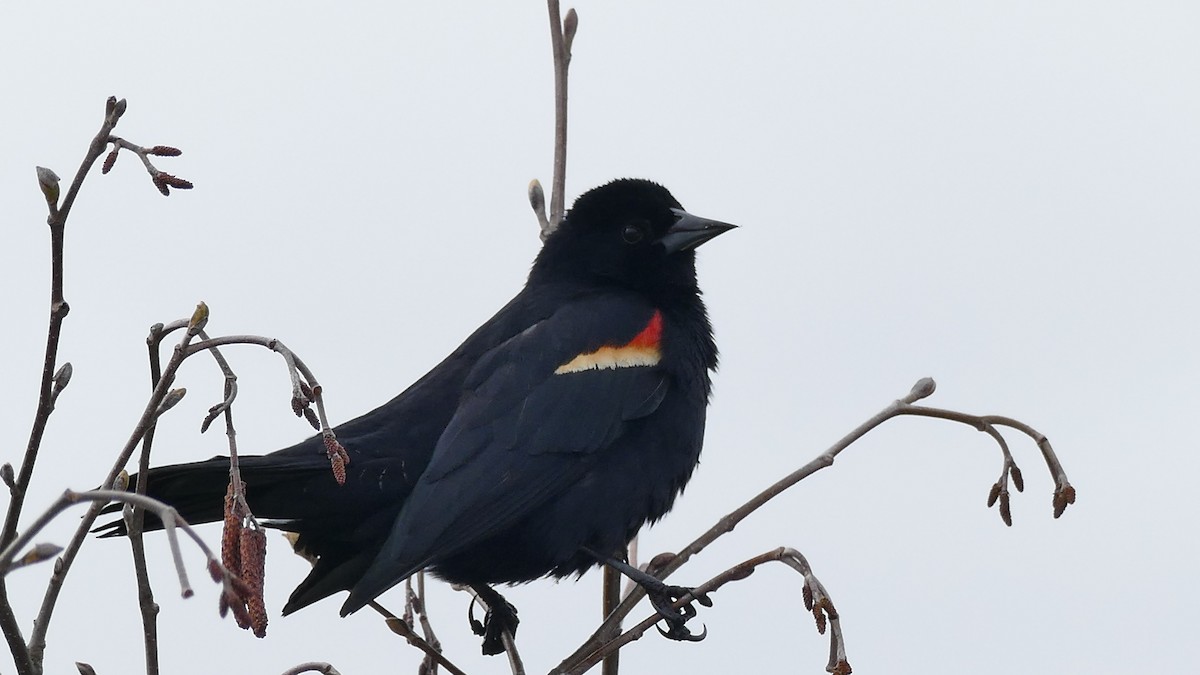 Red-winged Blackbird - ML335530231