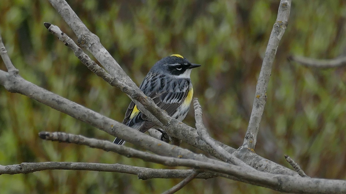Yellow-rumped Warbler (Myrtle) - Avery Fish