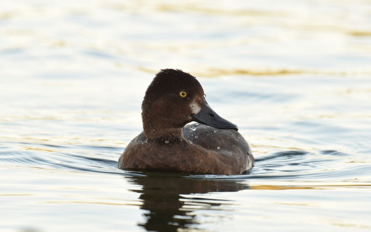 Lesser Scaup - Ryan O'Donnell