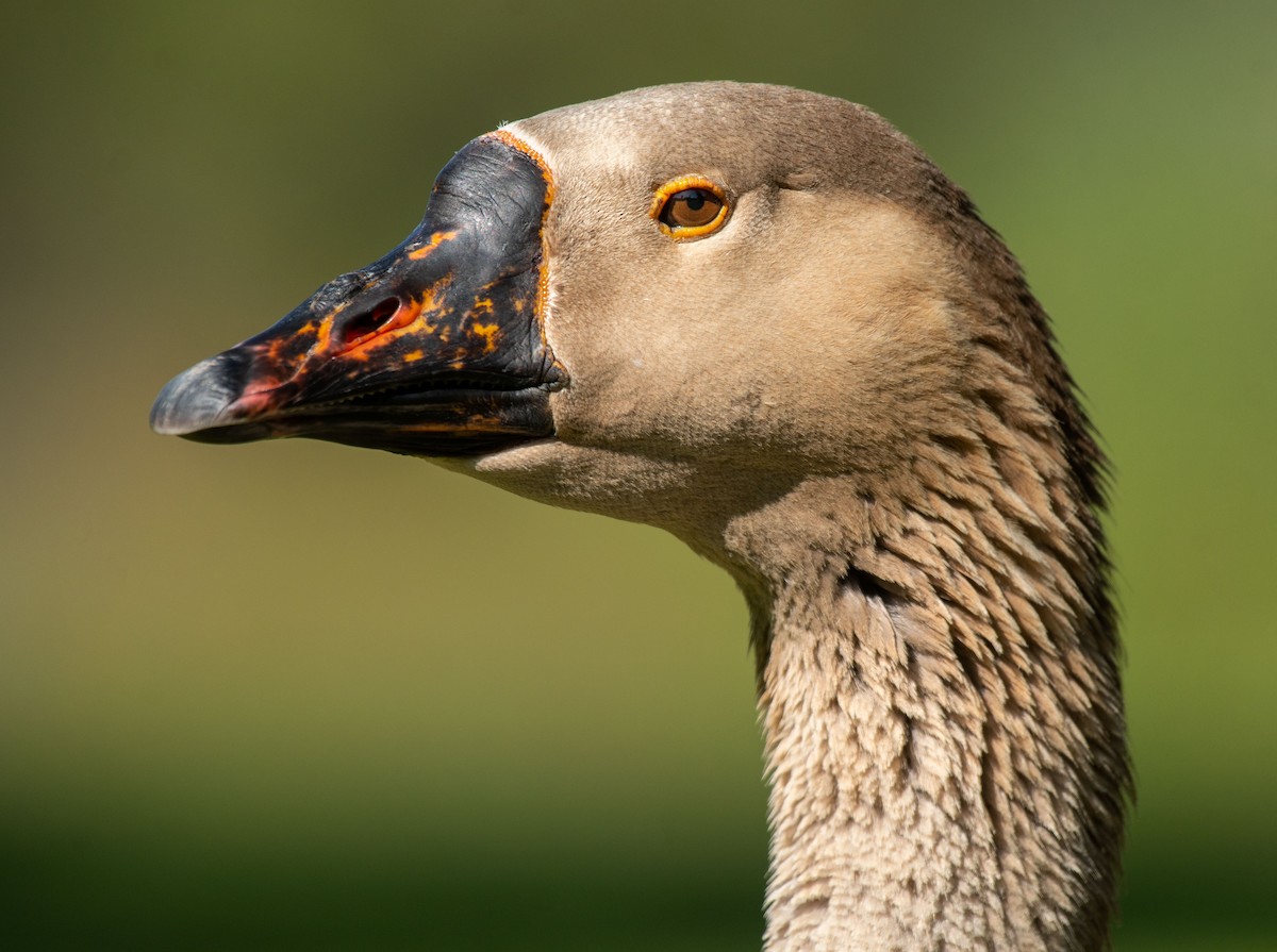 Domestic goose sp. (Domestic type) - ML335538451