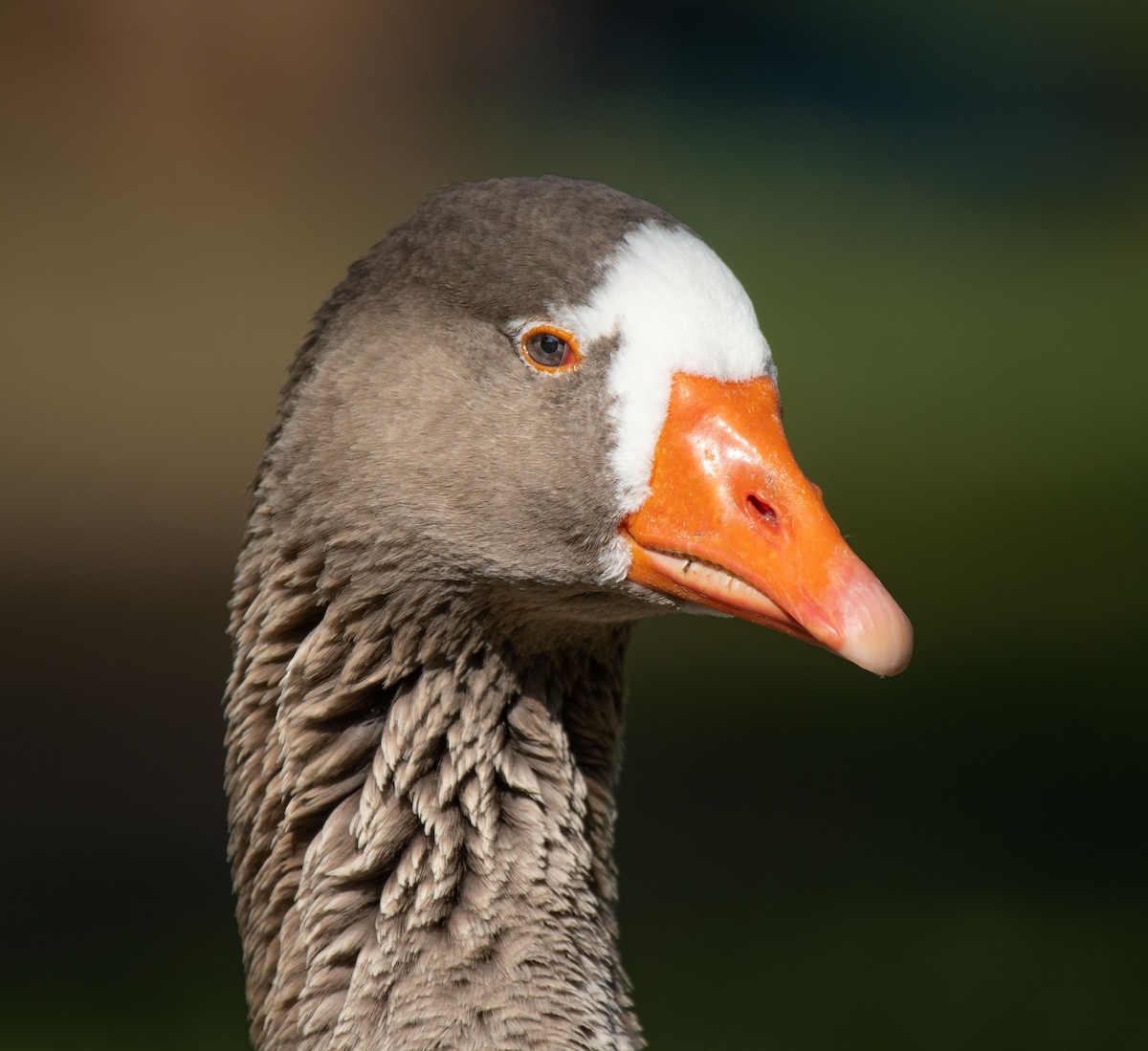 Domestic goose sp. (Domestic type) - ML335538701