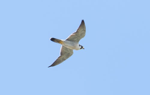 Peregrine Falcon (North American) - ML335540311