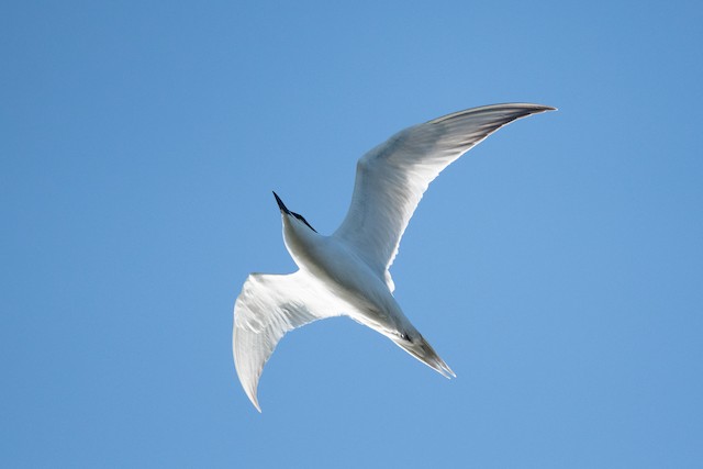 Gull-billed Tern