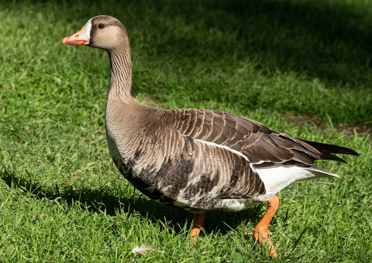 Greater White-fronted Goose - Alison Davies