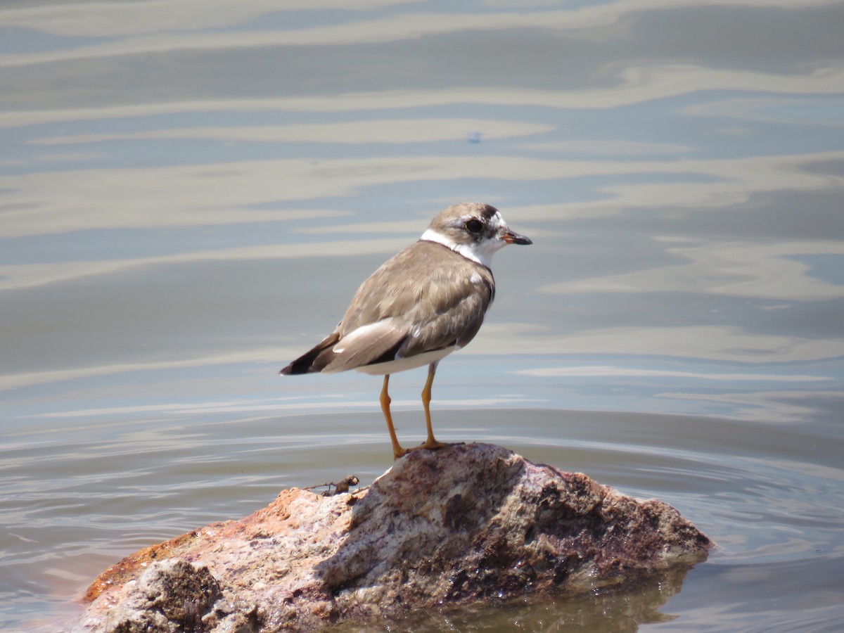 Semipalmated Plover - ML33554581