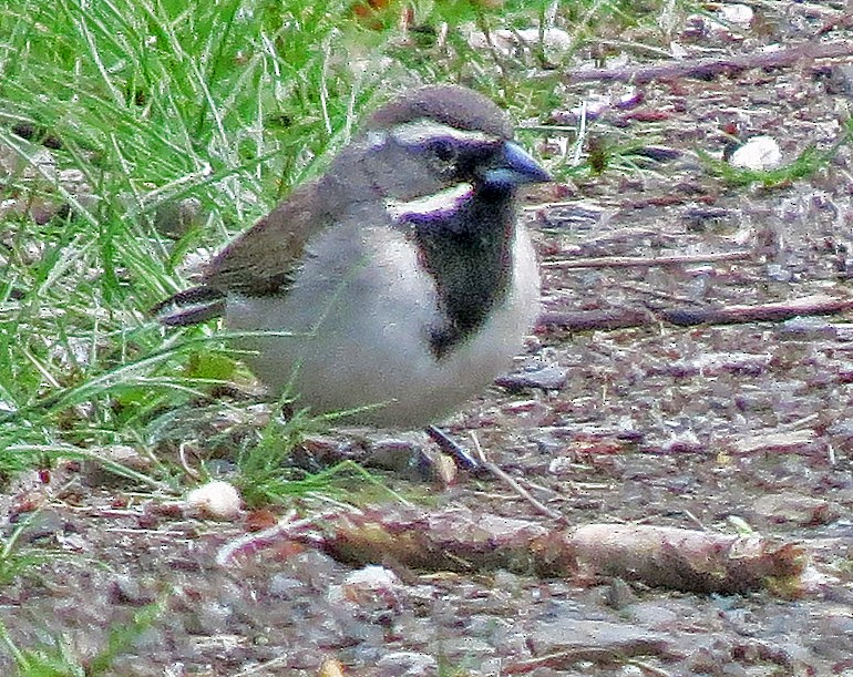 Black-throated Sparrow - ML335553331