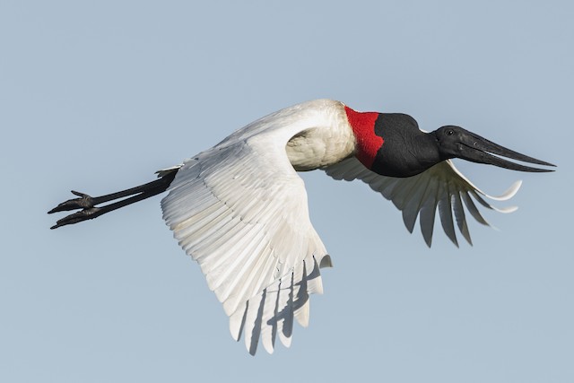 jabiru