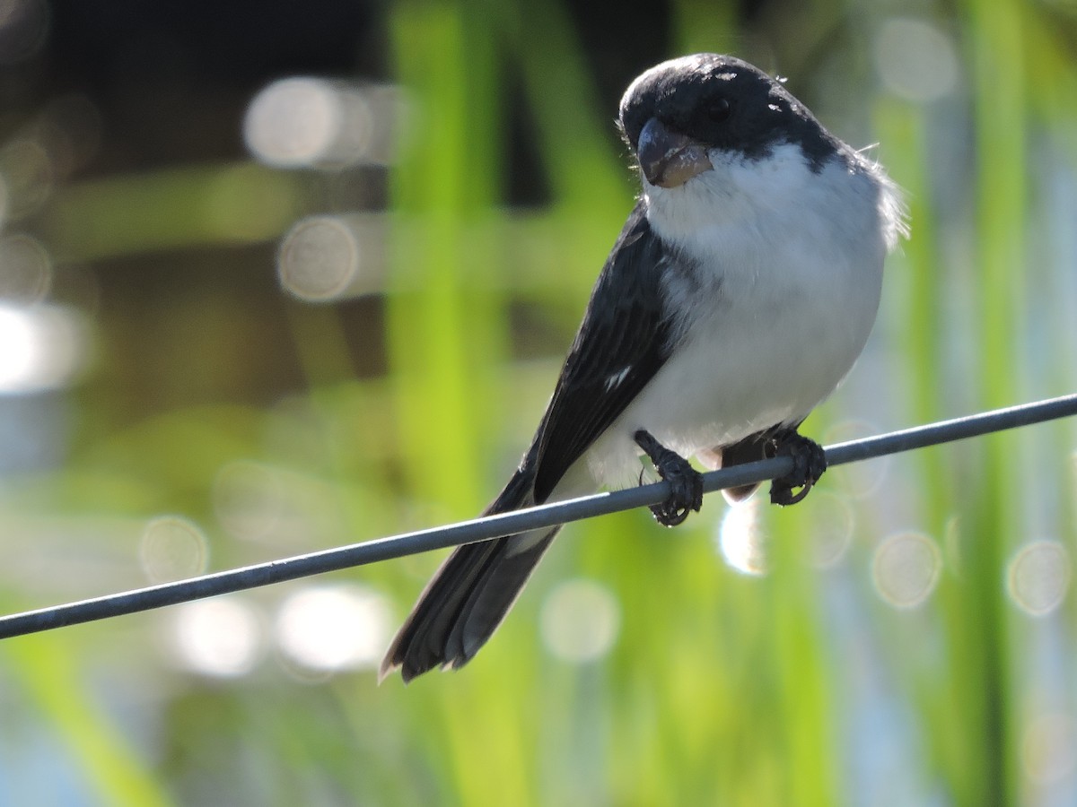 White-bellied Seedeater - Carina Petelski