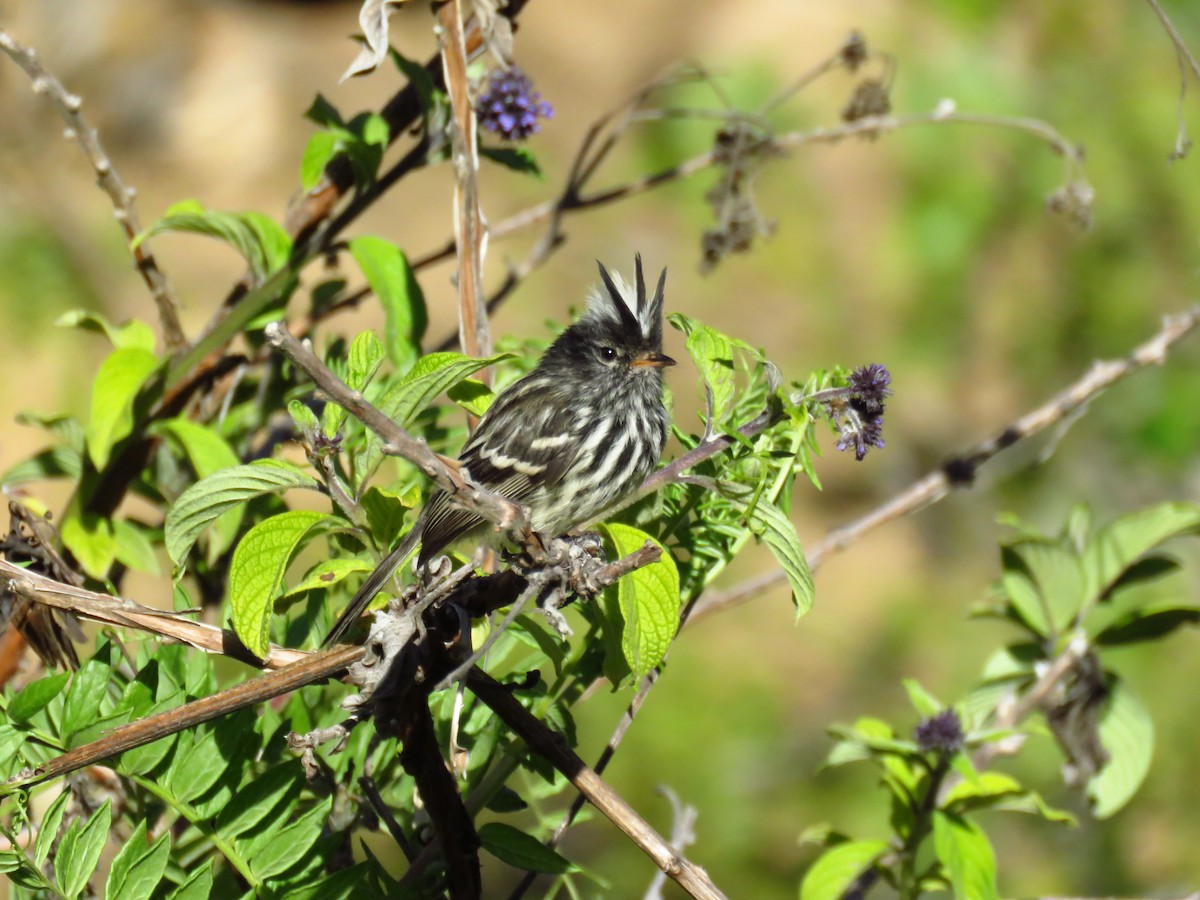 Pied-crested Tit-Tyrant - ML335560961