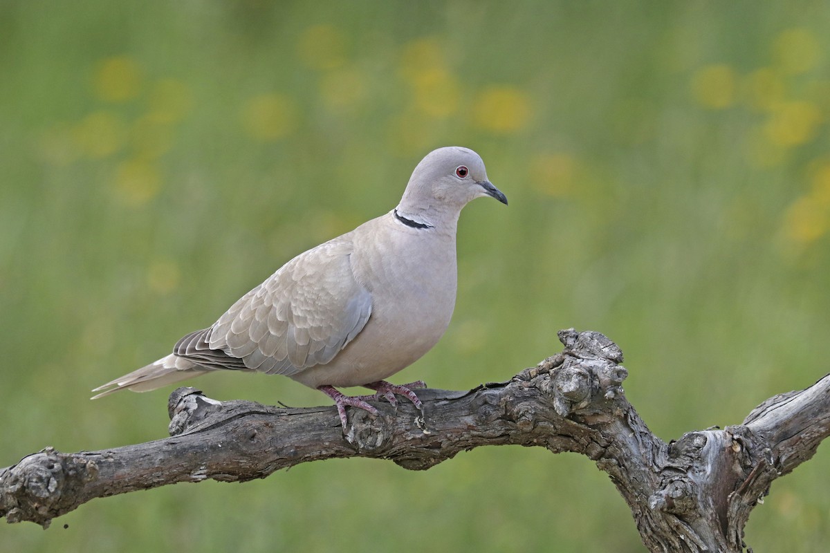 Eurasian Collared-Dove - ML335563001