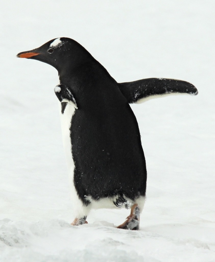 Gentoo Penguin - ML335566491