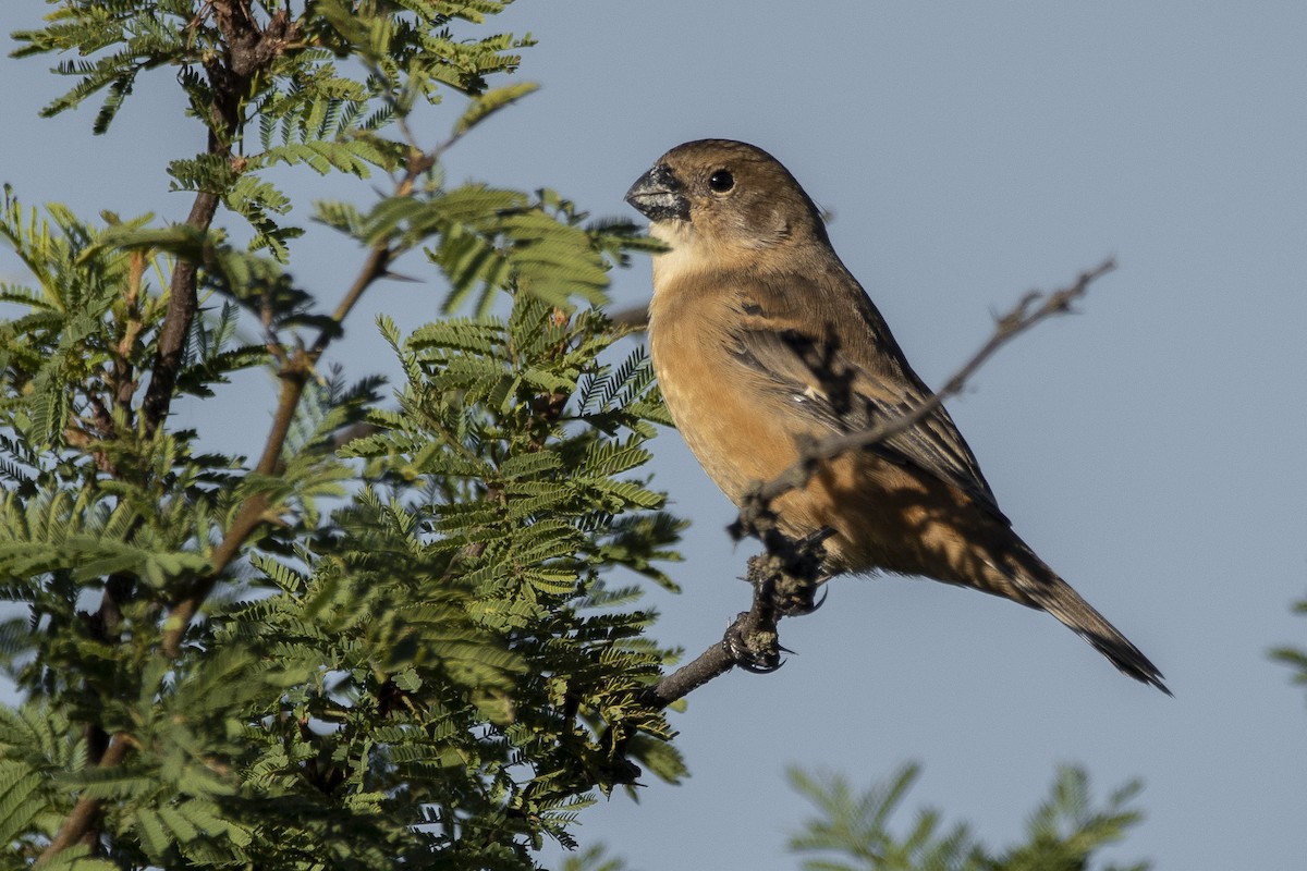 Rusty-collared Seedeater - ML335572761