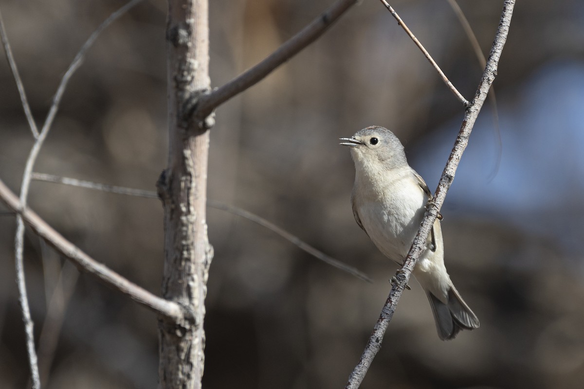 Lucy's Warbler - ML335573121