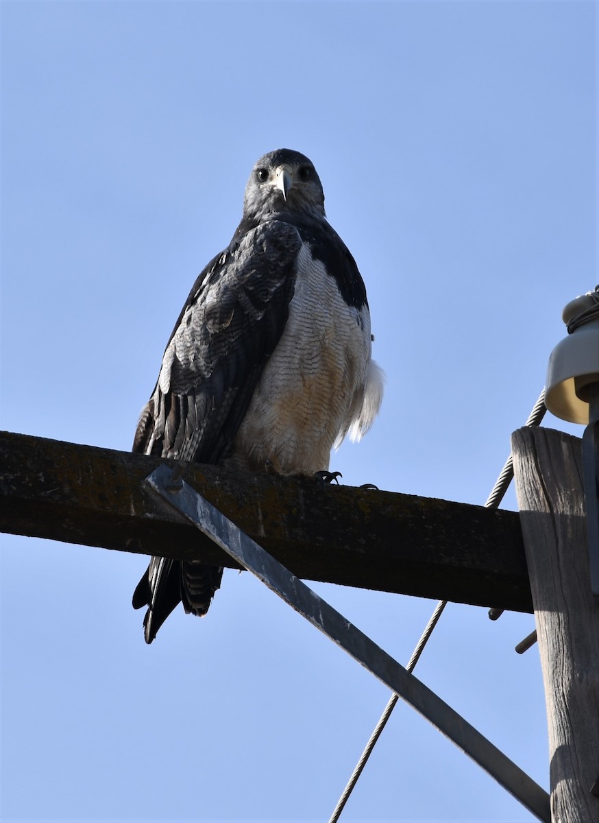 Black-chested Buzzard-Eagle - ML335575031