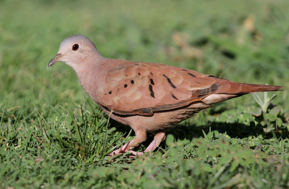 Ruddy Ground Dove - Matthew Grube
