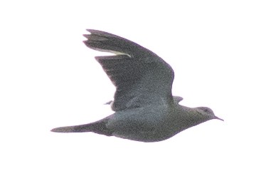 White-winged Dove - ML335579011