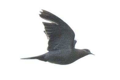 White-winged Dove - ML335579031