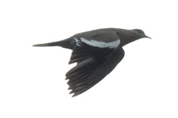 White-winged Dove - ML335579041