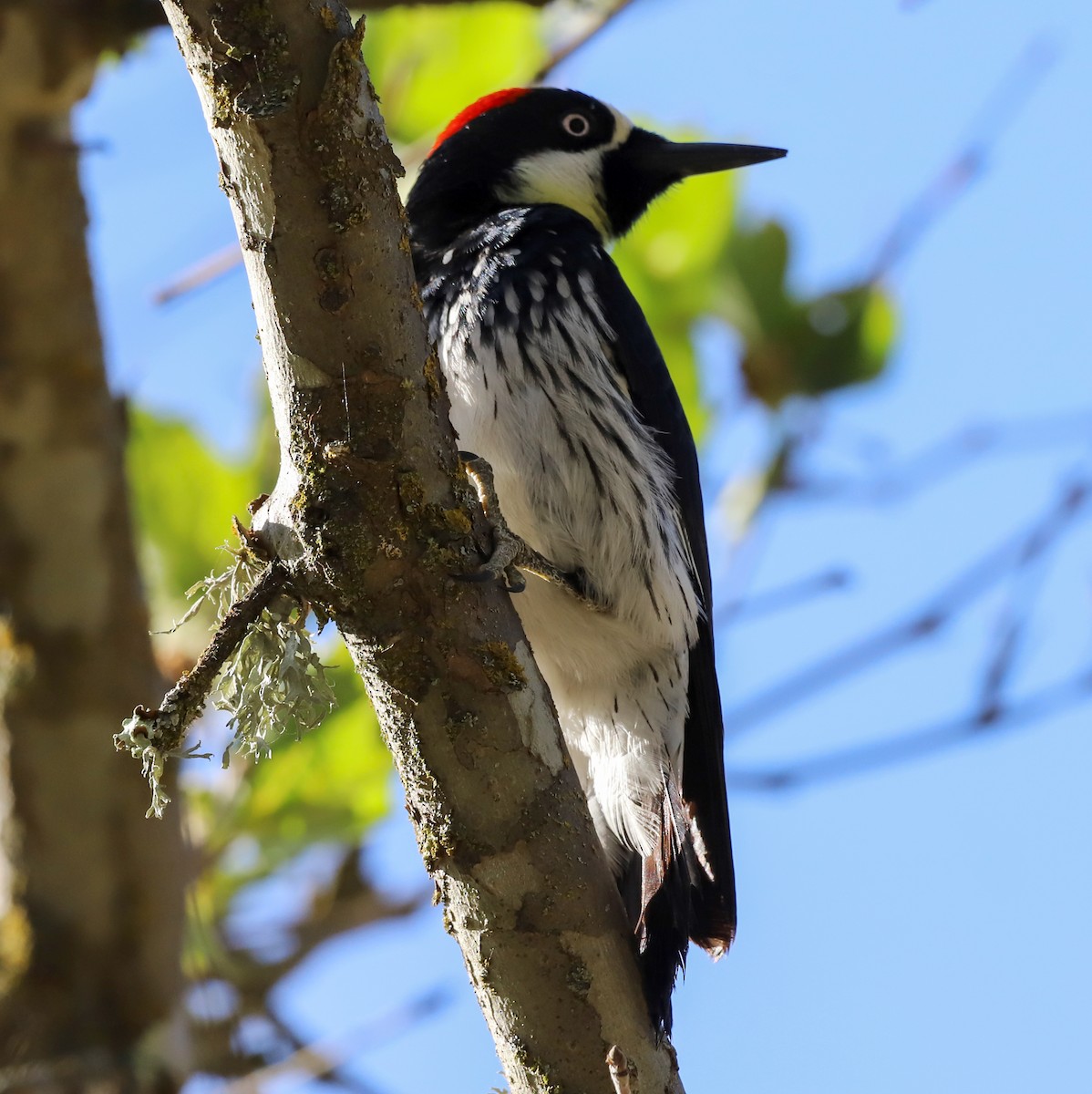 Acorn Woodpecker - ML335582091
