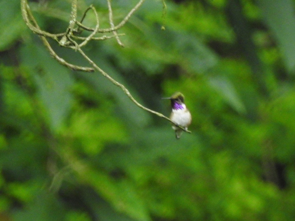 Bumblebee Hummingbird - ML33558431
