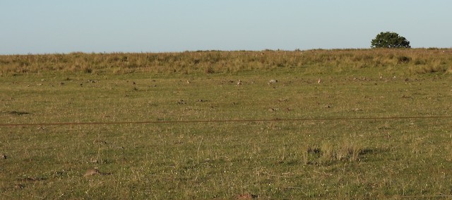 Birds in their nonbreeding habitat; Salto, Uruguay. - Tawny-throated Dotterel - 