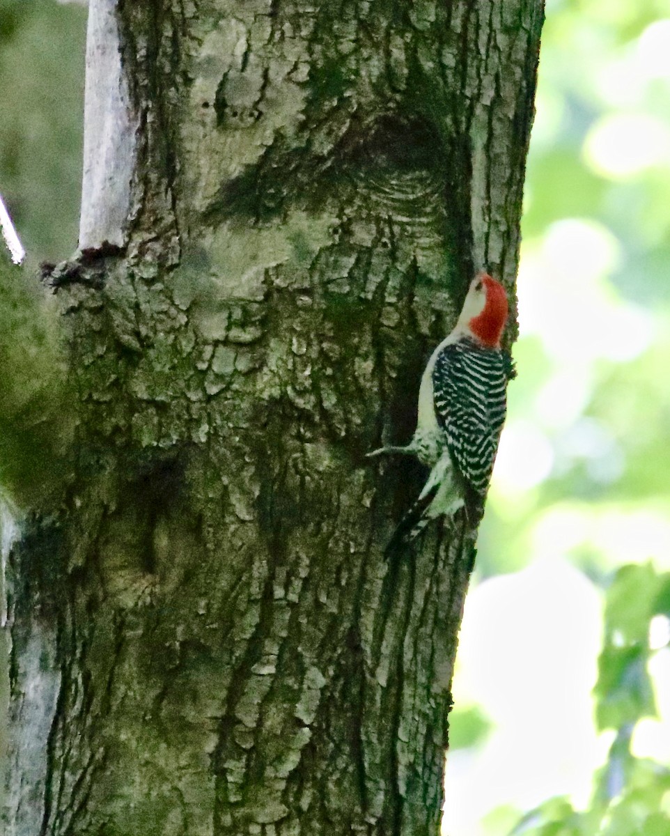 Red-bellied Woodpecker - ML335593091